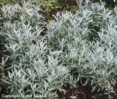  Artemisia ludoviciana